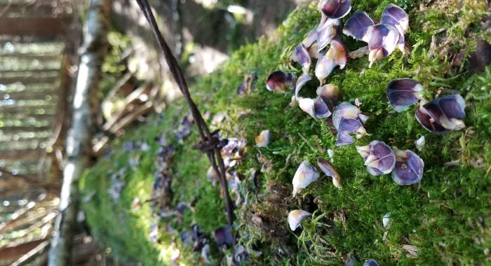 flower pedals on mossy log with barbed wire