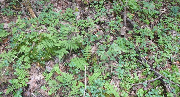 ferns on forest floor