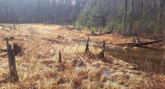 late season wetland area 