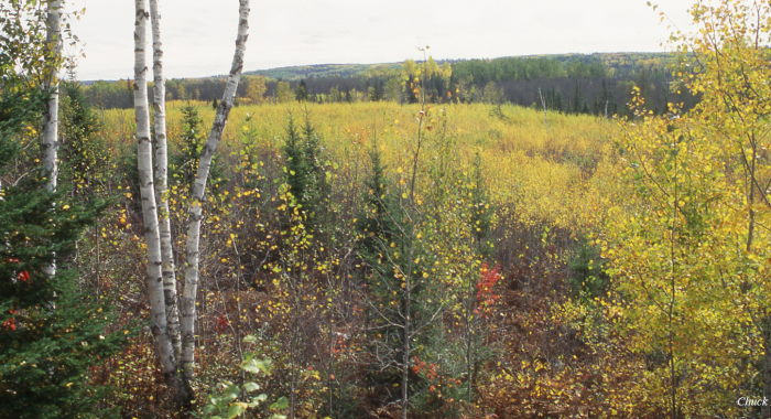 Shrubland habitat with white birch in foreground