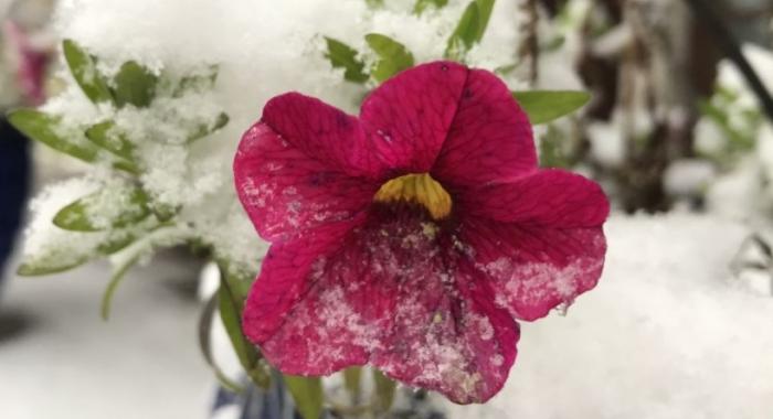 A pink petunia is covered in an early snow in October.