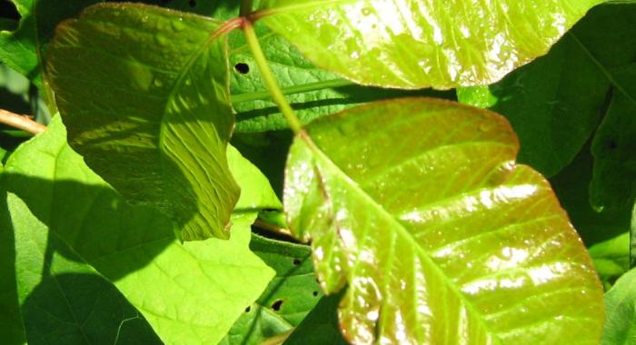 Poison Ivy