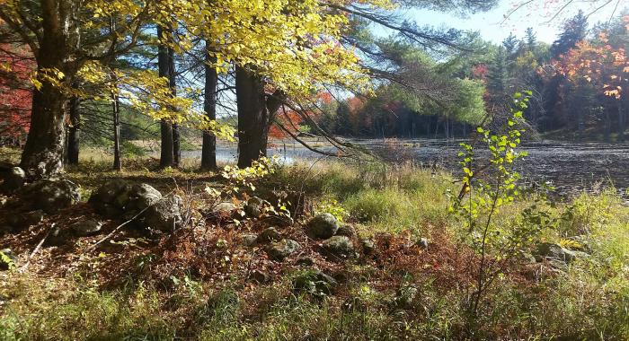 autumn foliage scene next to water