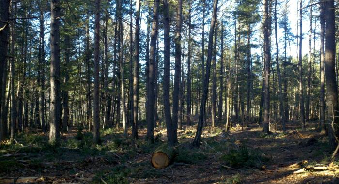 thinned white pine forest