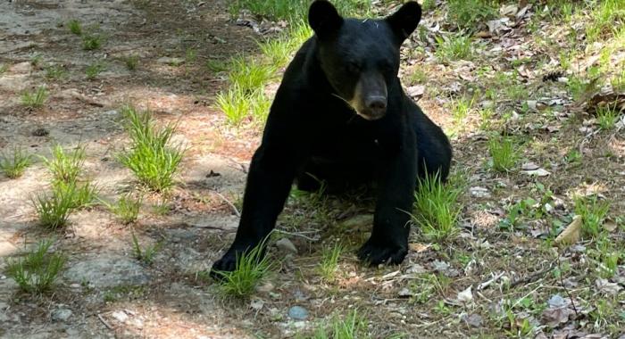 sleek black yearling bear close-up photo in dappled sunlight