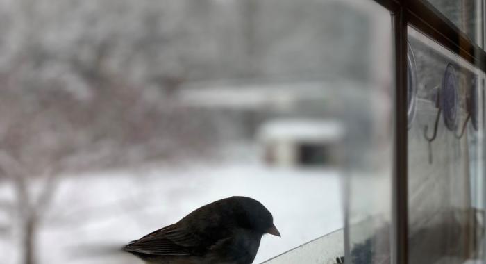 Silhouette of Dark Eyed Junco perched outside window at sunflower feeder