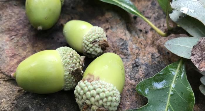 bright green acorns and caps of white oak acorns arrayed on a backgound of familiar white oak leaves with rounded lobes
