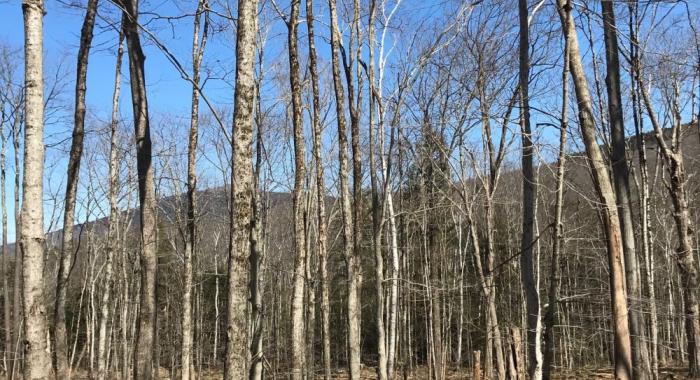Thin trees with the summit of Gap Mountain behind.