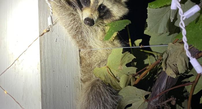 Nighttime image of raccoon in grape vines overhanging front porch