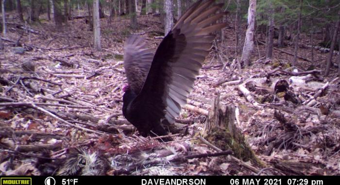Game camera photo of turkey vulture on ground with wings spread 