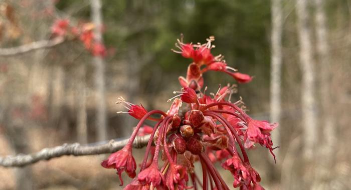A closeup of male red maple flowers under female flowers.