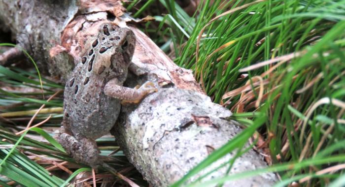 A brownish toad blends into log against green backdrop on Floodplain in August 2022