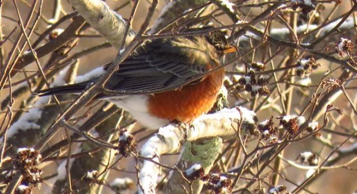 A robin with buff red breast perched amid snowy alder catkins