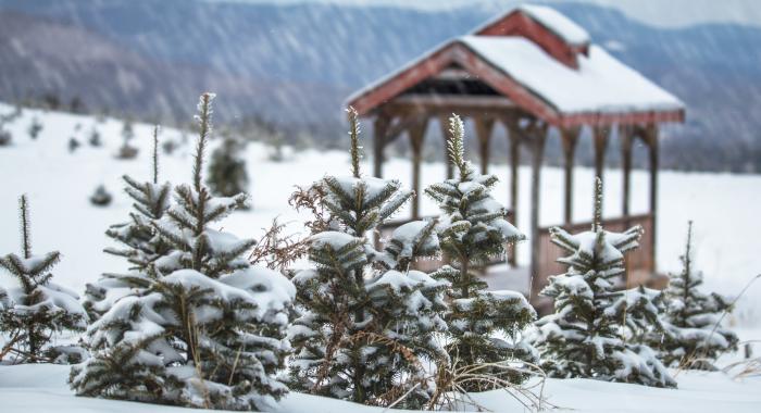 The first snowfall at The Rocks.