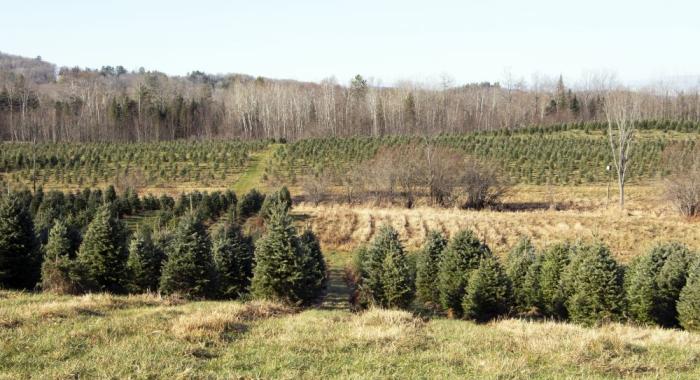 Rows of green fir trees grow in fields at The Rocks