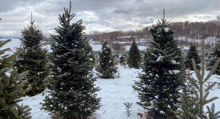 Snow covers the fields of Christmas trees growing at The Rocks in Bethlehem.
