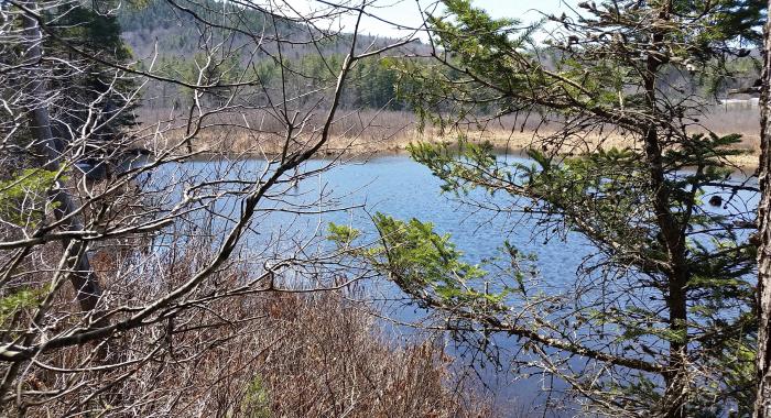 view through branches looking upon a wetland scene