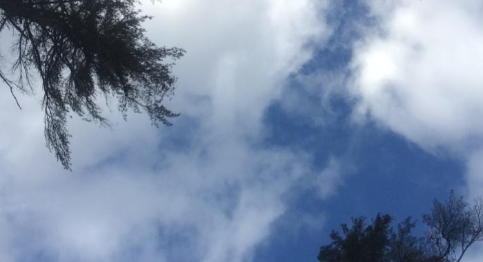 looking skyward with white pines above