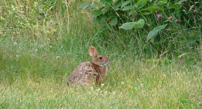 A cottontail rabbit in a green field.