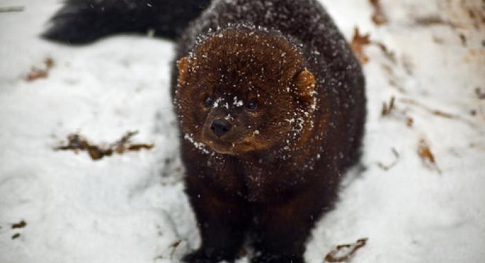 Fisher by ForestWander.com