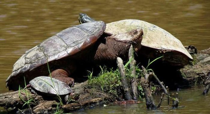 Turtles by Katja Schulz via Flickr/Creative Commons