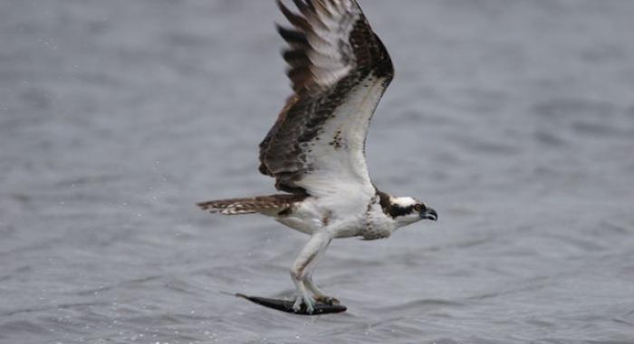 An osprey carries a fish head first over water.