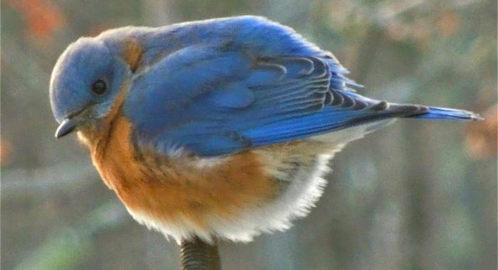 A bluebird perches on a branch in winter.