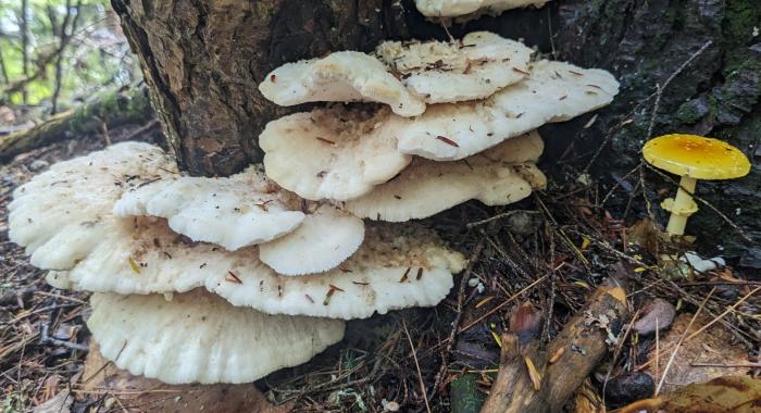 White and orange fungi on a log.