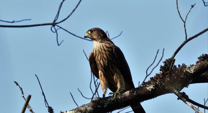 A merlin sits on a tree branch.