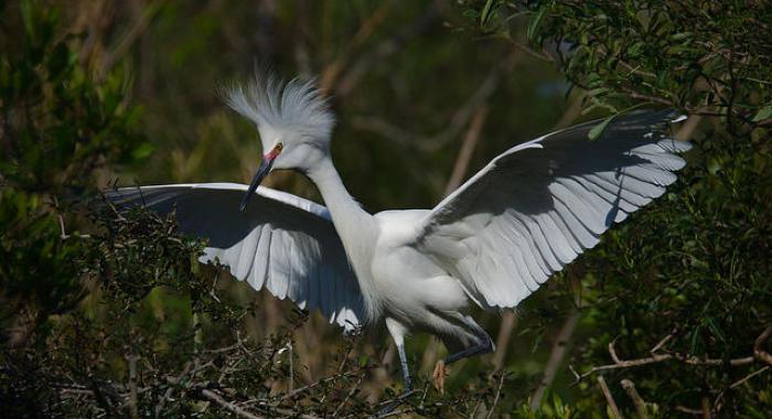 The snowy egret