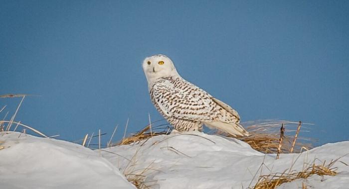 A snowy owl pauses on the ground in winter.