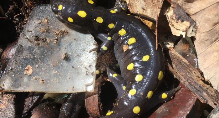 A spotted salamander in leaves.