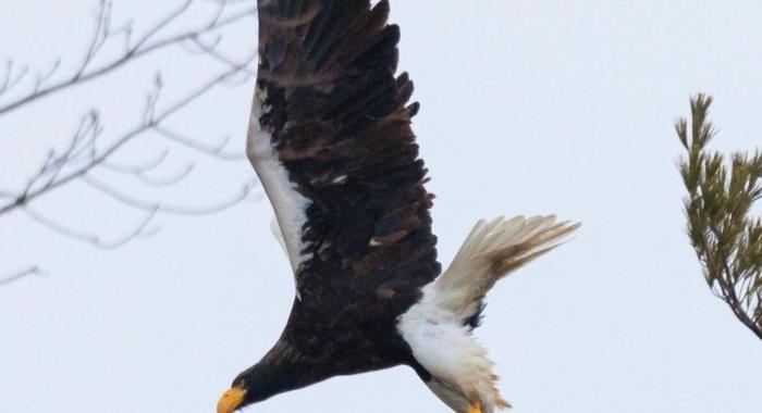 A Steller's sea eagle takes flight.