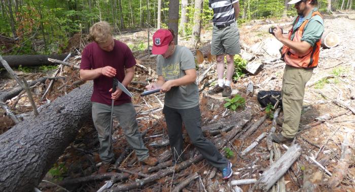 Studying blown down white pine trees at Whittemore Reservation.  Forest Society Staff photo.