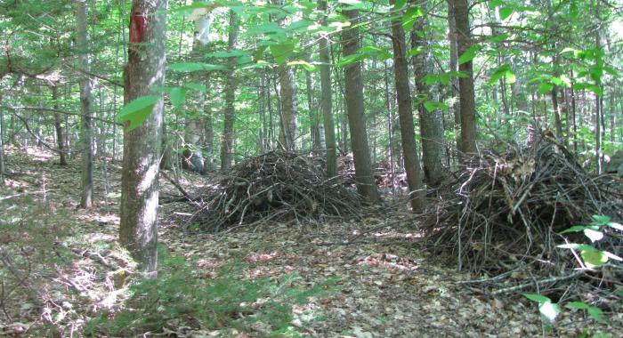 wildlife habitat brush piles