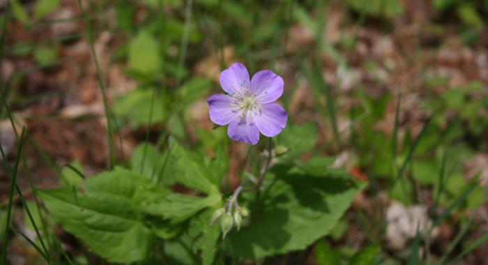 Light purple wildflower in bright green field of grass.