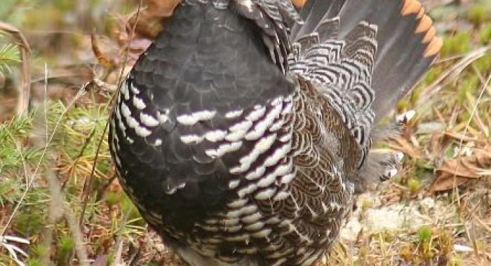 A male spruce grouse seen up close.