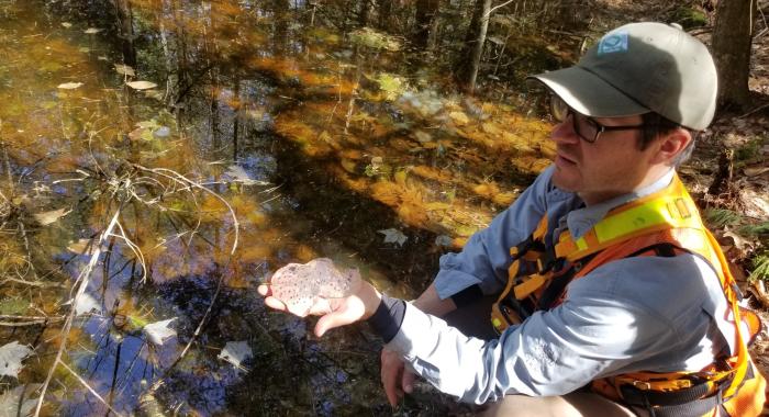 Field Forester Steve Junkin holds eggs laid in a vernal pool at Tebbetts Hill Reservation in Farmington.