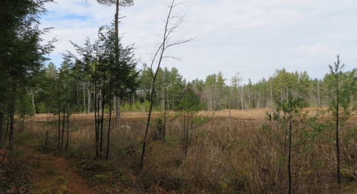 end of season open forest scene