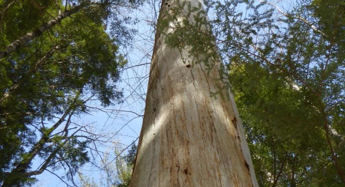 tall pine tree without bark