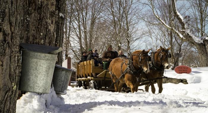 A horse-drawn wagon takes visitors past sugar maple trees with metal buckets gathering sap.