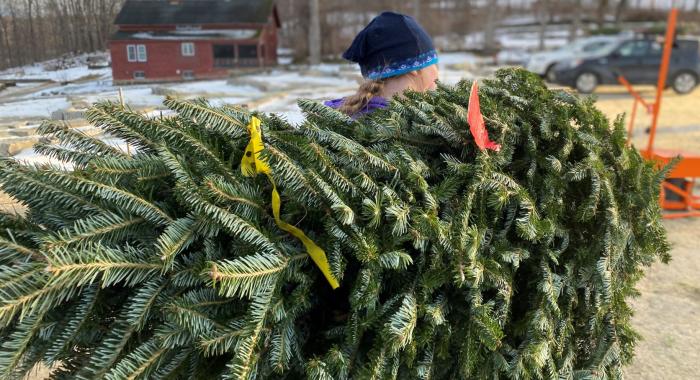 A volunteer carries a Christmas tree on their shoulder.