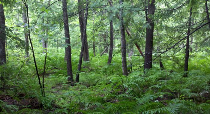 dense ferns in open forest