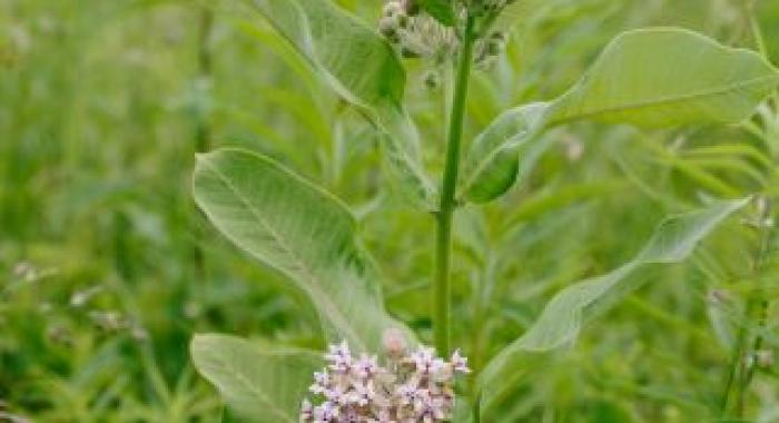 Milkweed