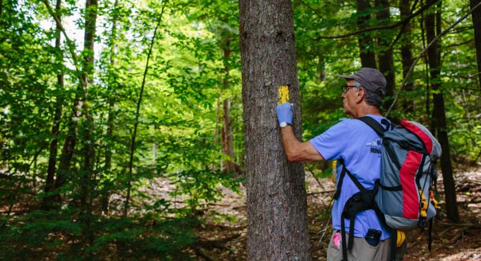 Land Steward painting a blaze on a tree along a forested trail