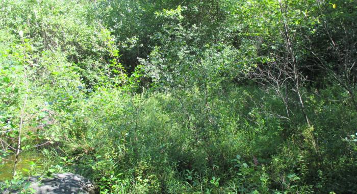 edge of dense wetland area