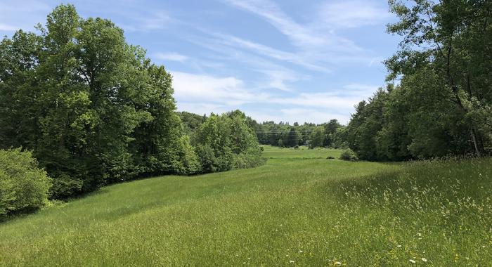 A green field on Tuckaway Farm.