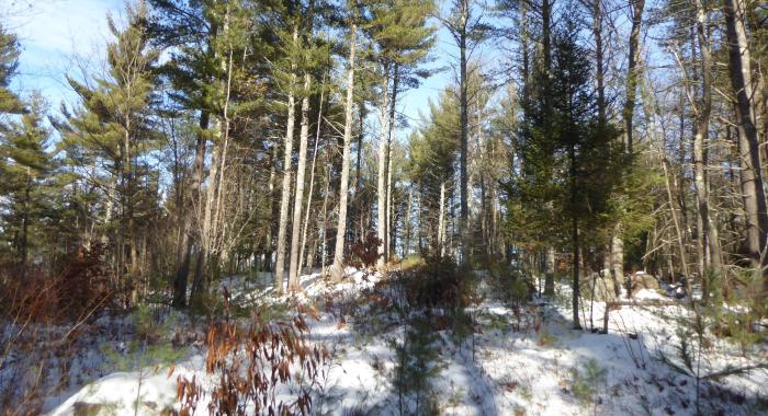 wintertime pine forest