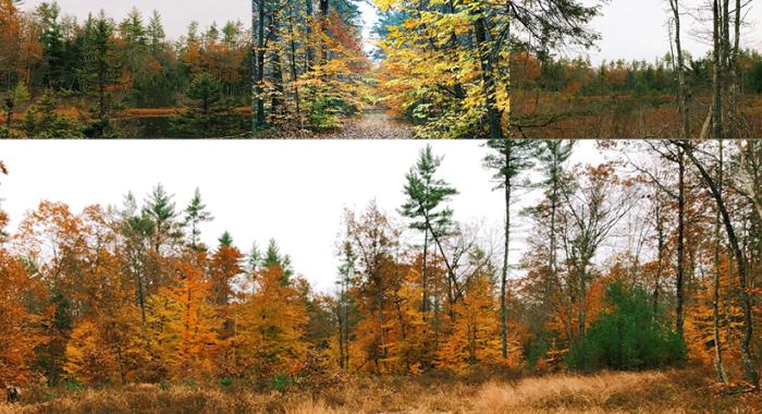 Conserved land in Hopkinton New Hampshire features forests, fields, and wetlands