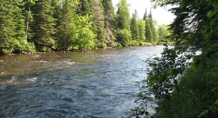 A river runs through the forest.